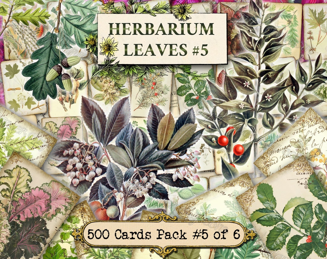 Herbarium Leaves 5 Set of 40 Pictures on 500 Cards in JPG Format With ...