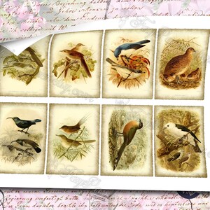 Birds of Madagascar by Keulemans 3 set of 200 ATC cards in JPG format with antique illustrations instant download for commercial use image 3