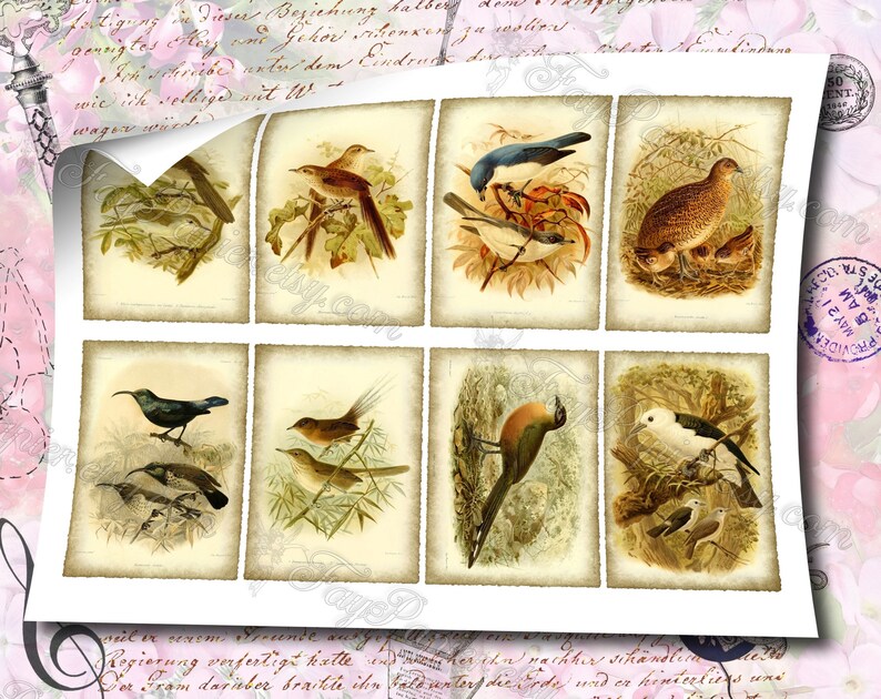 Birds of Madagascar by Keulemans 3 set of 200 ATC cards in JPG format with antique illustrations instant download for commercial use image 3