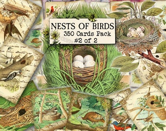 Nests of Birds #2 - set of 40 pictures on 350 cards in JPG format with antique illustrations instant digital download for commercial use