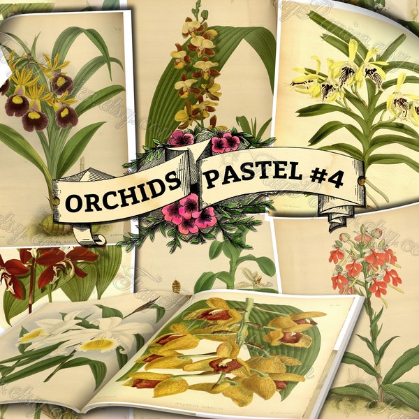 Orchid Pastel #4 - set of 54 digital sheets with botanical pictures in JPG printable 8.5x11 inches ephemera pack of garden flowers blossoms