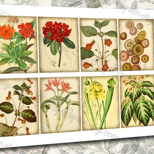 Garden Flora Journal 2 set of 200 ATC cards in JPG format with antique illustrations ophris sedum orchis miltonia lilium hepotica tydaea image 5