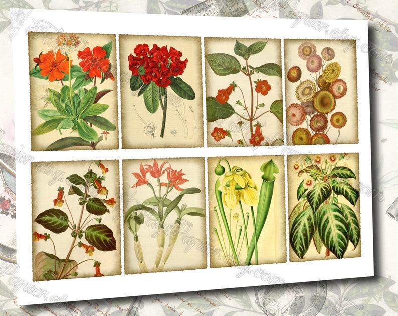 Garden Flora Journal 2 set of 200 ATC cards in JPG format with antique illustrations ophris sedum orchis miltonia lilium hepotica tydaea image 5