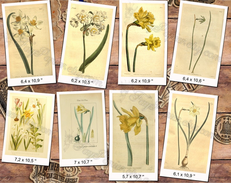 NARCISSUS 1 pakket van 80 vintage hoge resolutie afbeeldingen botanische narcissen Jonquille narcissen foto digitale download afdrukbare 300 dpi afbeelding 3