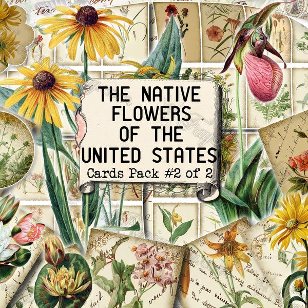 The Native Flowers of the United States #2 - set of 40 pictures on 550 cards with Sunflower coneflower water lily nymphaea Meehan Thomas