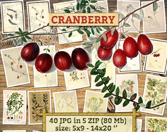 CRANBERRY - Packung mit 40 Vintage-Bildern Bildern Hohe Auflösung digitaler Download druckbare rote Beeren Oxycoccus Vaccinium Makrocarpon Obst