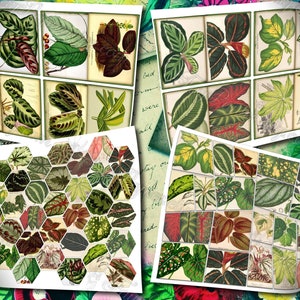 Big Bold Foliage 2 set of 40 pictures on 400 cards vintage design old illustrations inserts for natural junk journal collage clip art image 3