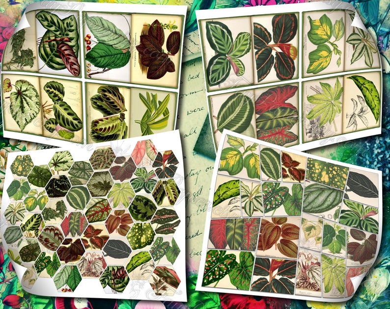 Big Bold Foliage 2 set of 40 pictures on 400 cards vintage design old illustrations inserts for natural junk journal collage clip art image 3