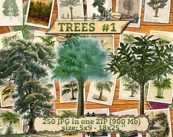 TREES #1 - pack of 250 vintage large size images botanical high resolution digital download printable Oak Maple Pine Fir Palms Fern Banana