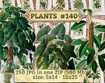 PLANTS #140 - pack of 250 vintage large size images Xanthosoma American botanical High resolution digital download printable Jungle tropical