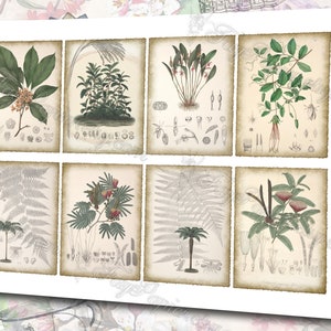 Columbian Flora 3 set of 200 ATC cards antique illustrations connarus bactris calliandra codazzia siphoniopsis schwerinia alsophila image 3