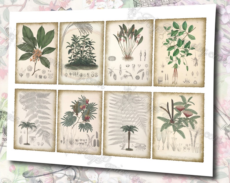 Columbian Flora 3 set of 200 ATC cards antique illustrations connarus bactris calliandra codazzia siphoniopsis schwerinia alsophila image 3