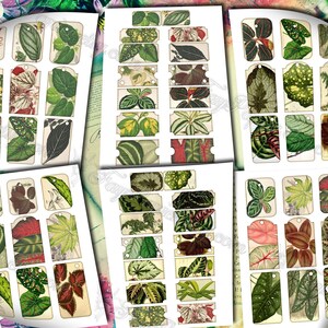 Big Bold Foliage 2 set of 40 pictures on 400 cards vintage design old illustrations inserts for natural junk journal collage clip art image 6