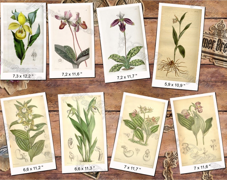 CYPRIPEDIUM 1 pack of 150 vintage images botanical pictures High resolution digital download printable Orchidaceae orchids flowers Bild 4