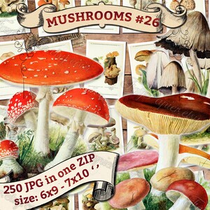 MUSHROOMS 26 pack of 250 vintage high resolution images digital download printable illustrations fungi plates Amanita Lepiota Clitocybe image 1