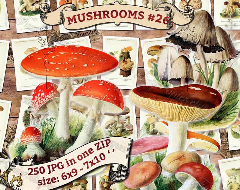 MUSHROOMS 26 pack of 250 vintage high resolution images digital download printable illustrations fungi plates Amanita Lepiota Clitocybe image 1