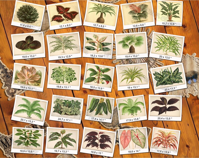 PLANTS 76 pack of 250 vintage images botanical high resolution digital download printable salix saxifraga sempervivum vicia henlea image 2