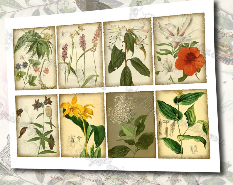 Garden Flora Journal 2 set of 200 ATC cards in JPG format with antique illustrations ophris sedum orchis miltonia lilium hepotica tydaea image 3