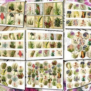 Airplant Tillandsia set of 40 pictures on 500 cards vintage old illustrations for natural junk journal air-plant flowers floral botanical image 9