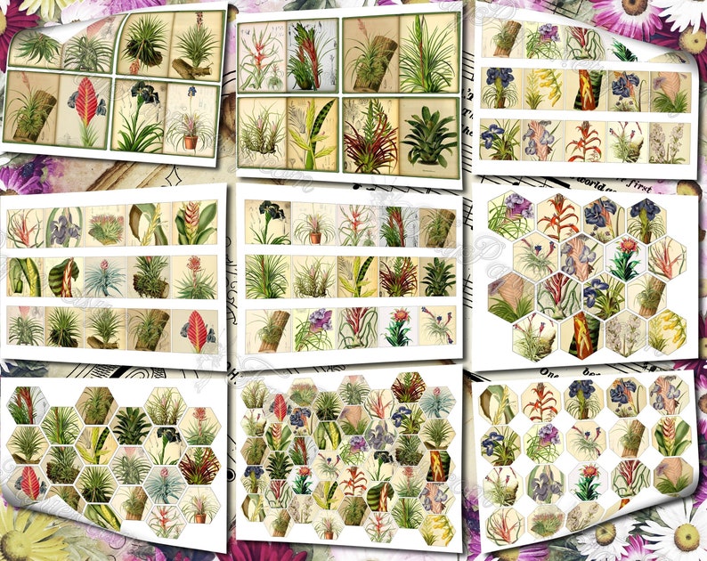 Airplant Tillandsia set of 40 pictures on 500 cards vintage old illustrations for natural junk journal air-plant flowers floral botanical image 9