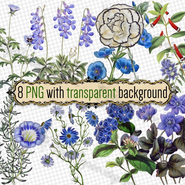 PNG BLUE FLOWERS-4 - set of 8 files in png format with transparent background jpg digital download file Nemophila Lobelia Picotee Cuphea