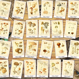 MUSHROOMS 6 pack of 250 vintage high resolution images digital download printable illustration morels fungus boletus milk cup fungi image 3