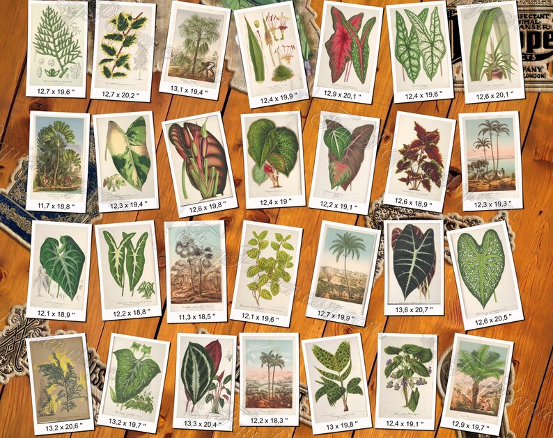 PLANTS 73 pack of 250 vintage high resolution images botanical pictures digital download printable holly ilex lonicera dracoena ulmus image 6