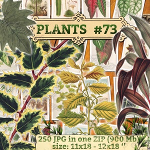 PLANTS 73 pack of 250 vintage high resolution images botanical pictures digital download printable holly ilex lonicera dracoena ulmus image 1