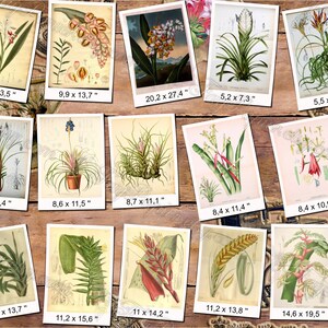 TILLANDSIA 1 pack of 100 vintage large size images botanical high resolution picture digital download printable Air plant Wallisia image 7