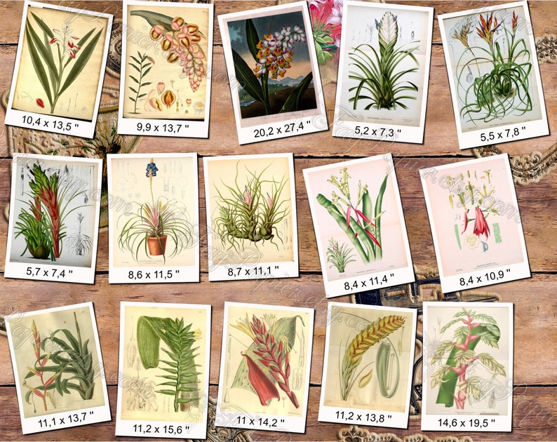 TILLANDSIA 1 pack of 100 vintage large size images botanical high resolution picture digital download printable Air plant Wallisia image 7