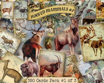 Hoofed Mammals #1 - set of 40 pictures on 350 cards in JPG with antique illustrations instant digital download for commercial use ungulates