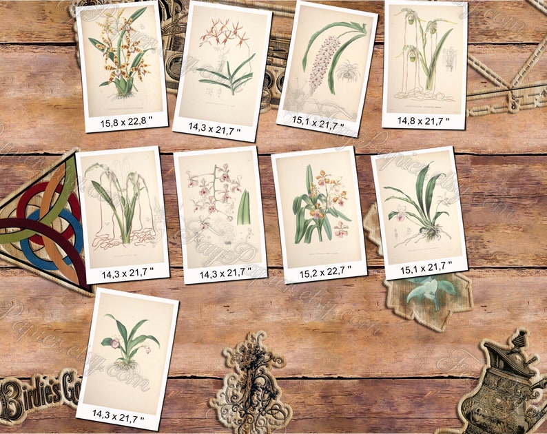 ORCHIDS 12 pack of 250 vintage images botanical pictures High resolution digital download printable Orchidaceae floral bouquet flowers image 9