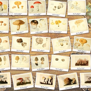 MUSHROOMS 6 pack of 250 vintage high resolution images digital download printable illustration morels fungus boletus milk cup fungi image 2