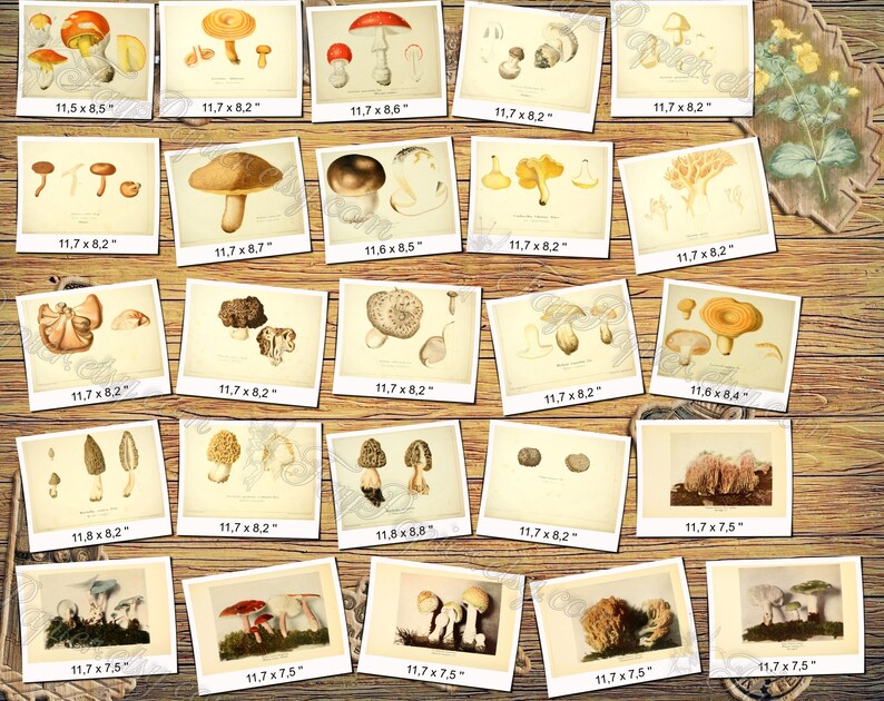 MUSHROOMS 6 pack of 250 vintage high resolution images digital download printable illustration morels fungus boletus milk cup fungi image 2