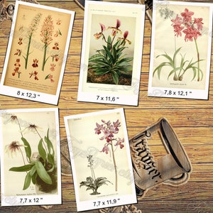 ORCHIDS 31 pack of 150 vintage images pictures High resolution digital download printable Orchidaceae Odontoglossum Oncidium flowers image 9