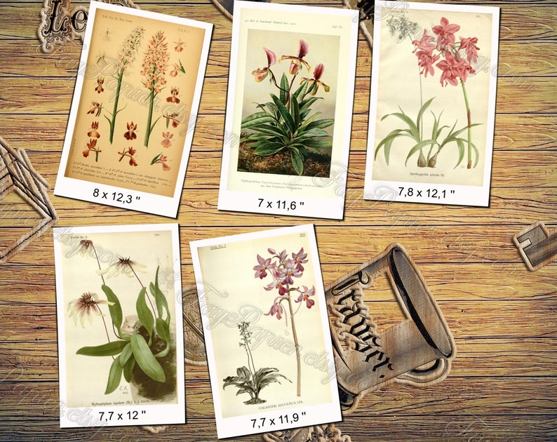 ORCHIDS 31 pack of 150 vintage images pictures High resolution digital download printable Orchidaceae Odontoglossum Oncidium flowers image 9