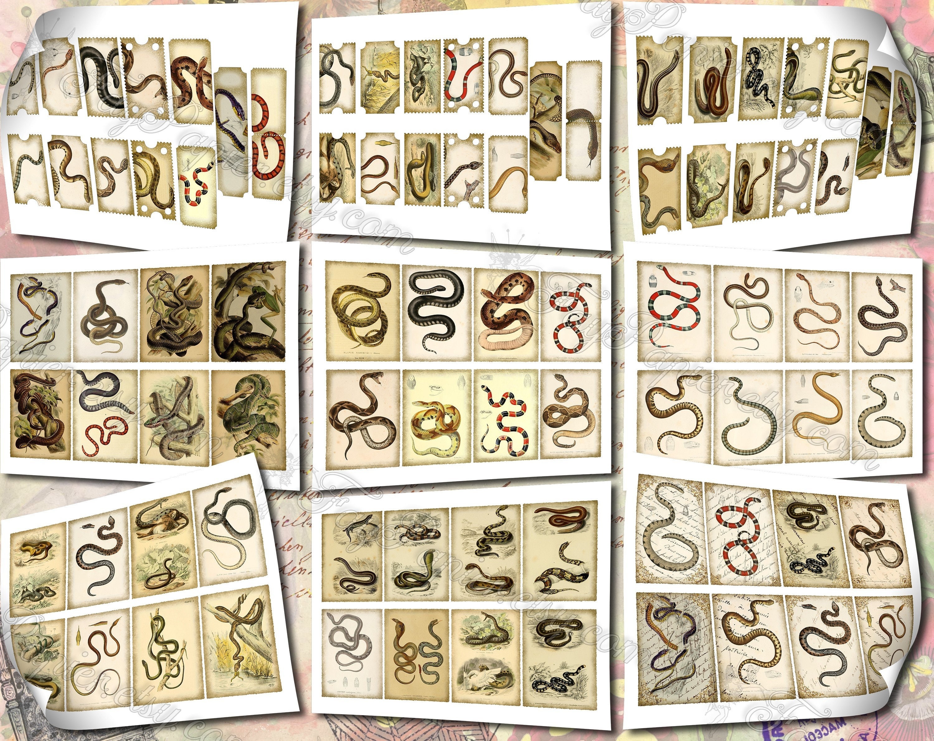 Snakes Illustrations 4 Set of 40 Pictures on 450 Cards With - Etsy