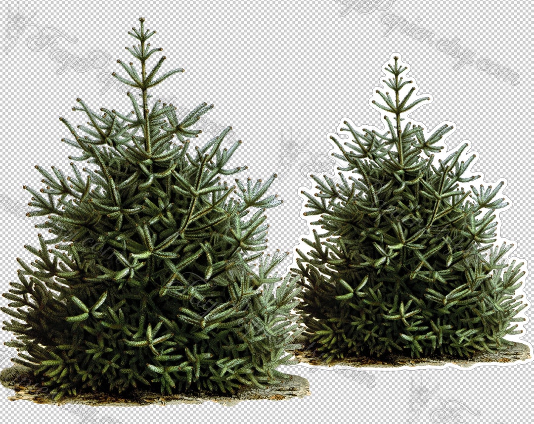 Spanish Fir Abies Pinsapo Conifer Tree in Png Format With Transparent