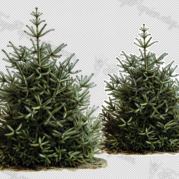 Spanish Fir - abies pinsapo conifer tree in png format with transparent background fussy cut jpg digital download file for Christmas crafts