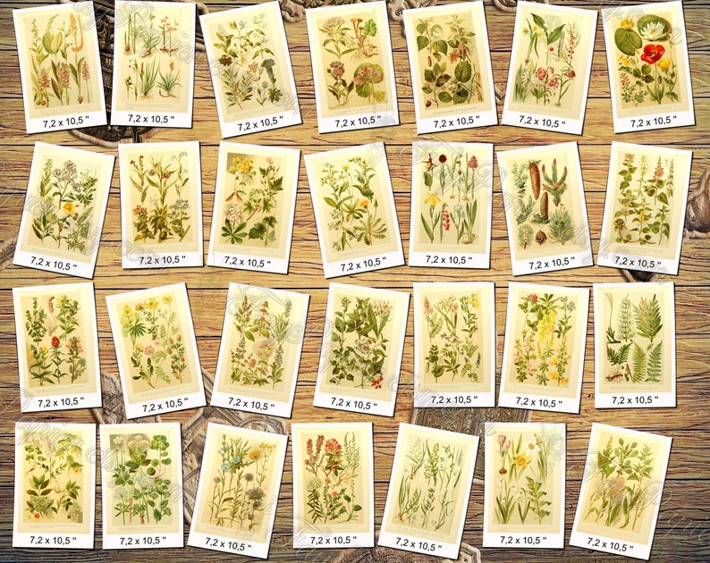 PLANTS 8 pack of 250 vintage botanical pictures High resolution digital download printable medusahead rabbitsfoot Prunus fruits berry image 4