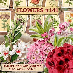 FLOWERS 141 pack of 150 vintage big sie images botanical High resolution pictures flower digital Kalmia Mountain-laurel Spoonwood Portea image 1