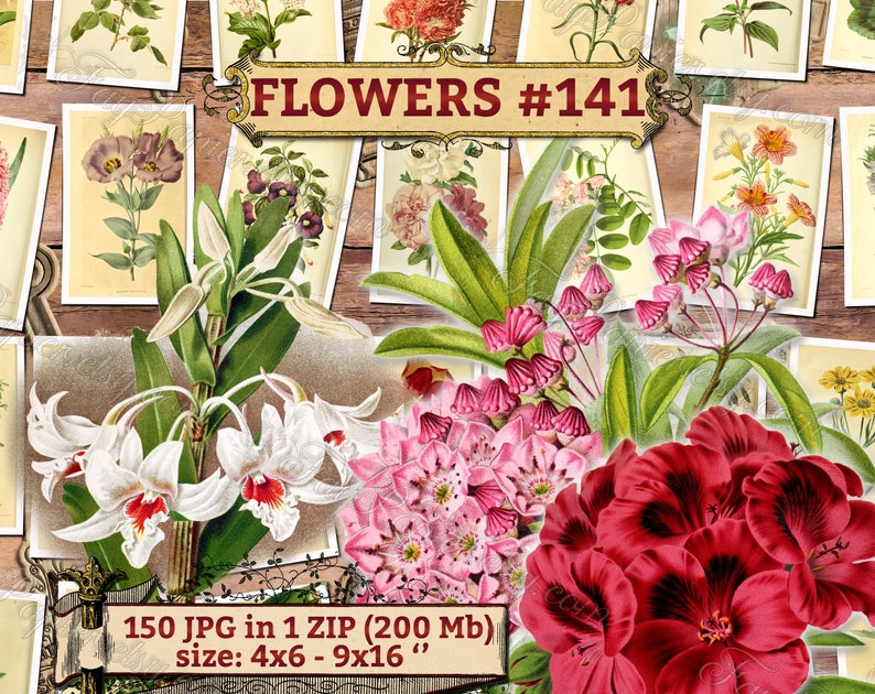 FLOWERS 141 pack of 150 vintage big sie images botanical High resolution pictures flower digital Kalmia Mountain-laurel Spoonwood Portea image 1