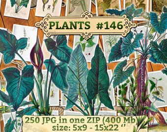 PLANTS #146 - pack of 250 vintage images Anthurium botanical High resolution digital download printable leaves grass Arum Philodendron