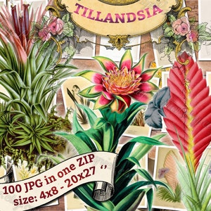 TILLANDSIA 1 pack of 100 vintage large size images botanical high resolution picture digital download printable Air plant Wallisia image 1