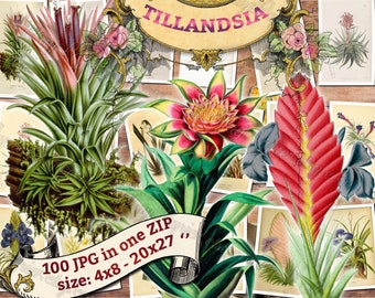 TILLANDSIA # 1 - Packung mit 100 Vintage großformatigen Bildern botanische hochauflösende Bild digitaler Download druckbare Luftpflanze Wallisia