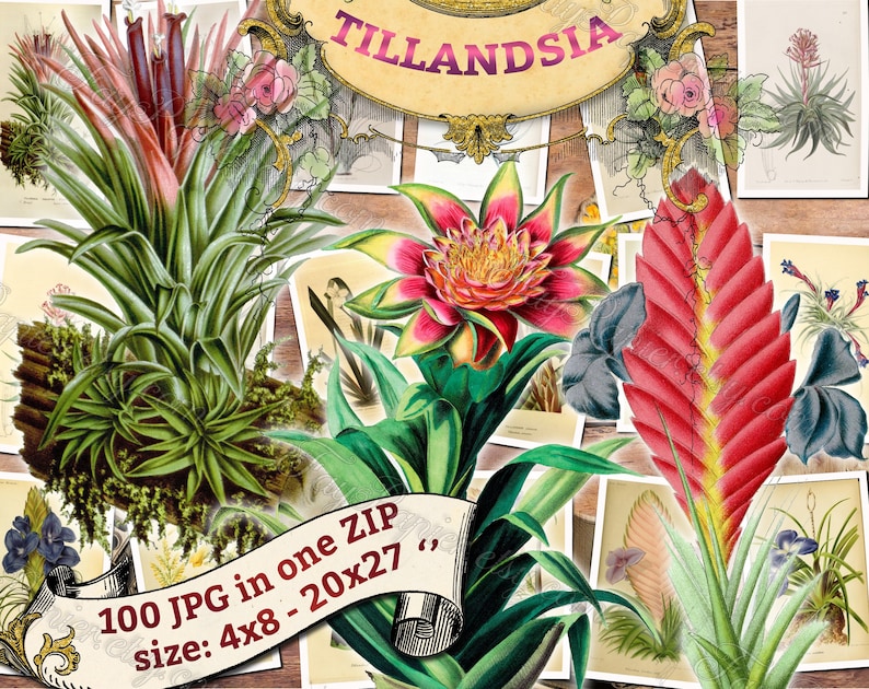 TILLANDSIA 1 pack of 100 vintage large size images botanical high resolution picture digital download printable Air plant Wallisia image 1
