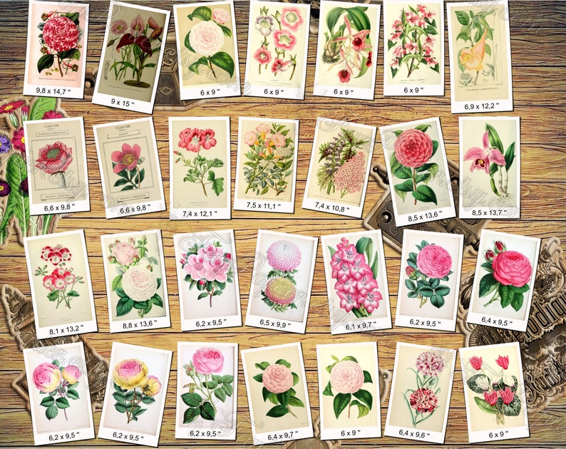 PINK FLOWERS 1 pack of 250 vintage high resolution images pictures digital download printable group 300 dpi color roseate rosy light Bild 3