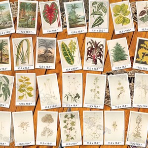 PLANTS 73 pack of 250 vintage high resolution images botanical pictures digital download printable holly ilex lonicera dracoena ulmus image 7