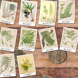 FERNS 7 pack of 150 vintage images botanical High resolution digital download printable 300 dpi Alsophila Acrostichum Polypody image 8