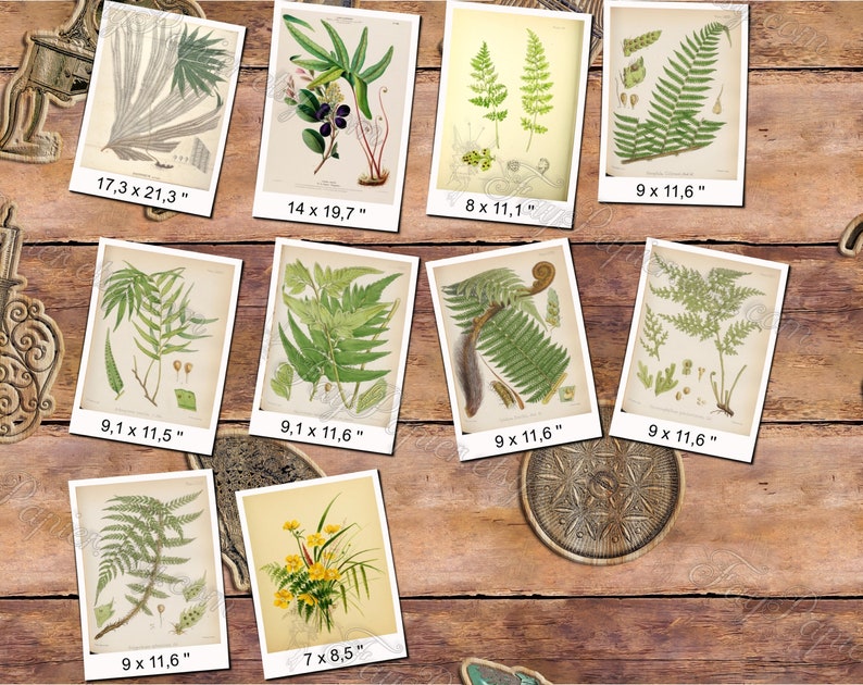 FERNS 7 pack of 150 vintage images botanical High resolution digital download printable 300 dpi Alsophila Acrostichum Polypody image 8